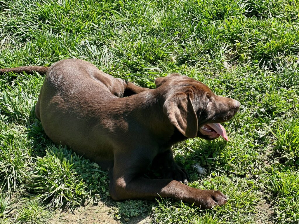 Labrador Puppy